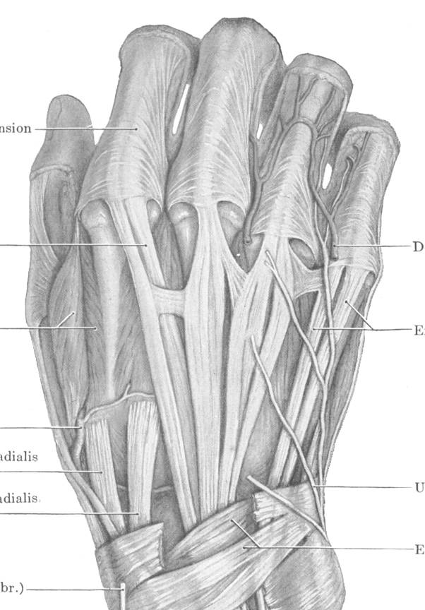 tendons in hand. Picture # 2 Dorsum of the hand
